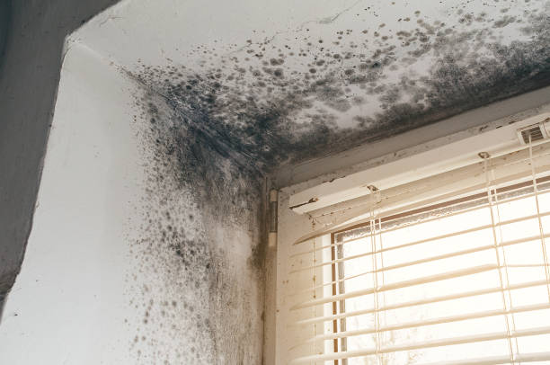 Affordable Mold Inspection And Testing solutions in Long Branch, VA
